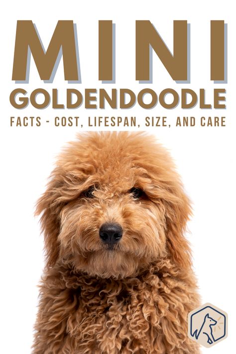 The Mini Goldendoodle is the go-to dog for many families who are searching for the ideal pet pooch. If you’re considering bringing a puppy home, you’ll need to know more about the breed. How big are Miniature Goldendoodles when full-grown? What’s the difference between F1 and F1b puppies? How do you care for a Mini Goldendoodle? Read this guide to find out everything you need to know. #minigoldendoodleguide #perfectpooch F1b Goldendoodle Mini, Miniature Golden Doodle Full Grown, Mini Goldendoodle Haircuts, F1b Mini Goldendoodle Full Grown, Goldendoodle Puppy Haircut, Mini Golden Doodle Full Grown, Minature Goldendoodle, Mini Groodle, Golden Doodle Mini