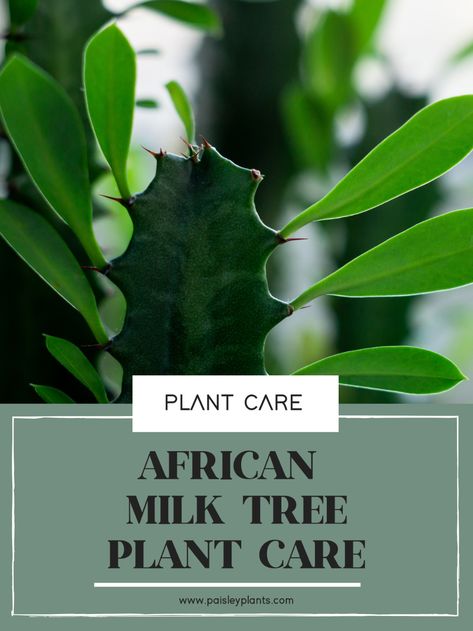 African Milk Tree Plant Care Guide - Paisley Plants African Milk Tree Indoor, African Milk Plant, Milk Cactus, African Milk Tree, Euphorbia Trigona, Milk Plant, How To Water Succulents, Plant Care Guide, Tree Stem