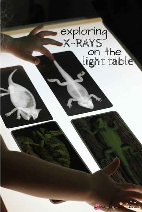 Exploring X-Rays on the Light Table: a simple Reggio provocation, plus a free printable checklist for Montessori Zoology Preschool Light Table, Light Box Activities, Montessori Zoology, Light Box Ideas, Light Table Ideas, Box Activities, Light Table Activities, Table Activities, Reggio Classroom