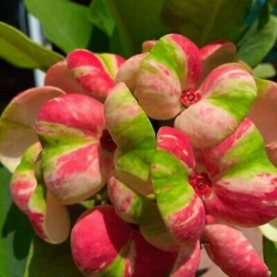 Beautiful Crowns, Candle Crown, Crown Of Thorns Plant, Euphorbia Milii, African Plants, Pink Crown, Red Crown, Starter Plants, Crown Of Thorns