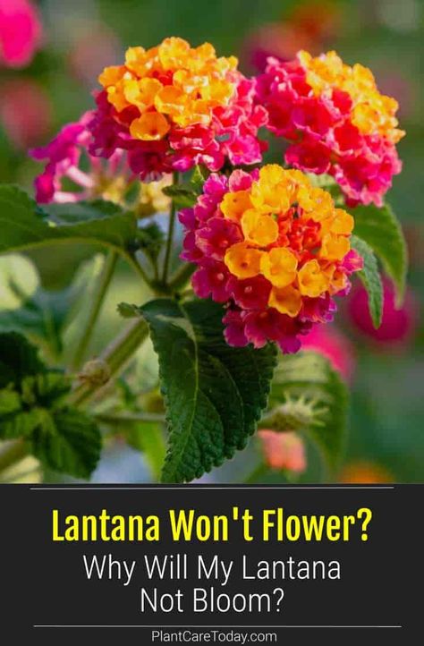 7 Reasons Why Your Lantana Is Not Blooming? Saving Lantana Seeds, Lantana Companion Plants, Lantana Landscaping, Lantana Flowers In Pots, Lantana Tree, Lantana Bush, Dyi Garden, Florida Plants Landscaping, Yellow Lantana