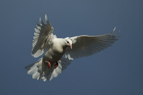 Dove In Flight, Flemish Painting, Dove Flying, Dove Images, Pigeon Breeds, Dove Pigeon, Cemetery Statues, Dove Pictures, Forest Tattoos