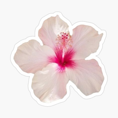 Get my art printed on awesome products. Support me at Redbubble #RBandME: https://www.redbubble.com/i/sticker/light-pink-hibiscus-flower-by-lameyadeco/164429621.EJUG5?asc=u Y2k Stickers Aesthetic, Cool Sticker Ideas, Flower Stickers Aesthetic, Stickers Rosa, Pink Aesthetic Stickers, Light Pink Hibiscus, Hibiscus Flower Sticker, Globe Drawing, Aloha Sticker