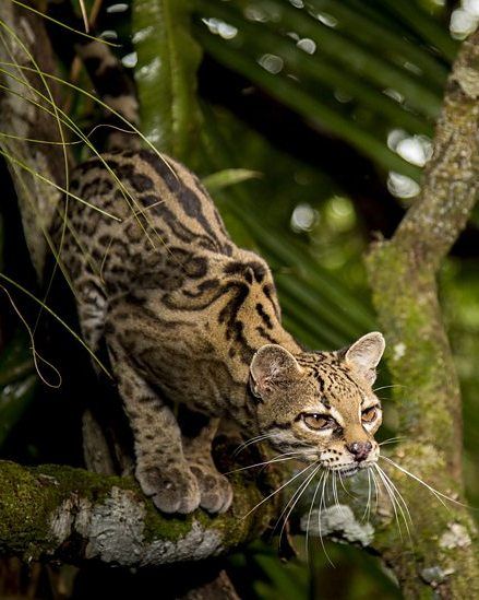 Margay (Leopardus wiedii) / Margay / Image by Michael (28493949@N02) from flickr Margay Cat, Wild Cat Species, Forest Habitat, Cat Species, Tree Tops, Crazy Cat Lady, Central America, Big Cats, Cat Lady