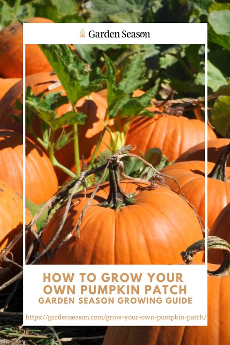 How To Grow Your Own Pumpkin Patch | Garden Season Growing Guide Diy Pumpkin Patch Garden, How To Start A Pumpkin Patch, How To Grow A Pumpkin Patch, How To Grow Pumpkins In Raised Beds, Pumpkin Patch Garden, When Are Pumpkins Ready To Harvest, Pumpkin Learning, Fall Gardening, What Is Halloween