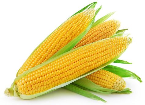 Growing Sweet Corn, Chicken Diet, Corn Seed, Chicken Treats, Corn Fritters, Yellow Corn, Chicken Feed, Fresh Corn, Homemade Treats