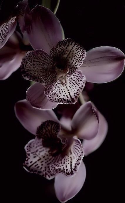 Orchid Wallpaper, Orchid Photography, Tattoos Infinity, Midnight Garden, Dark Flowers, Beautiful Orchids, Flower Phone Wallpaper, Jolie Photo, Arte Floral