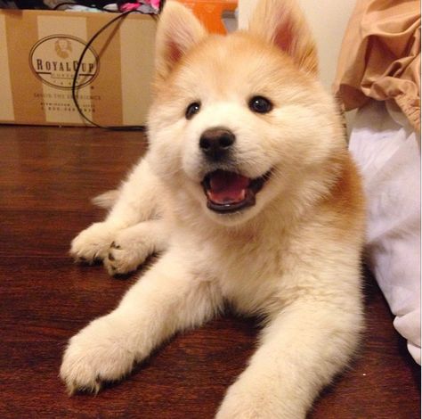 The Chusky is a cross between a Chow Chow and a Siberian Husky. Chowski Puppies, Family Dogs Breeds, Adopting A Dog, Designer Dogs Breeds, Dog Crossbreeds, Hybrid Dogs, Popular Dog Breeds, Most Popular Dog Breeds, Adorable Puppies