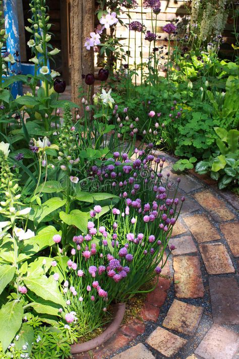 Up the Garden Path stock image. Image of green, chives - 9451859 Shaded Pathways, Brick Path, Garden Pathways, Herb Garden Design, Brick Garden, Path Ideas, Healing Garden, Garden Walkway, Herb Gardens