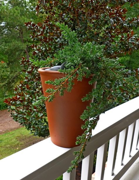 Gardening on a Balcony - FineGardening Shore Juniper, Hosta Guacamole, Fine Gardening, Garden Photography, Garden Photos, Pacific Blue, Delphinium, Balcony Garden, Autumn Inspiration