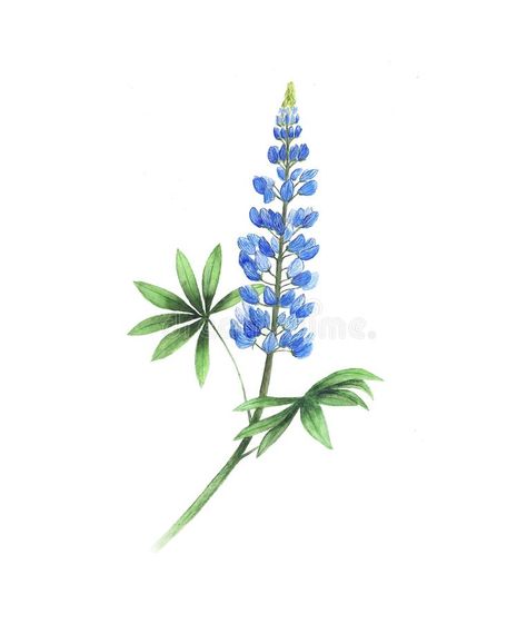 Lupin Tattoo Flowers, Blue Bonnet Tattoo Simple, Lupine Flowers Tattoo, Blue Bonnet Drawing, Bluebonnet Drawing, Lupin Tattoo, Lupine Tattoo, Bluebonnet Tattoo, Texas Tattoo