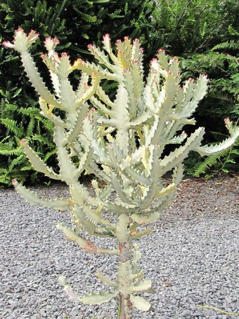 Euphorbia lactea 'White Ghost' (White Ghost Candelabra Spurge) Ghost Cactus, Euphorbia Lactea, Garden Wedding Favors, Lucky Plant, Cactus Planta, Crassula Ovata, White Ghost, Desert Garden, Terrarium Plants