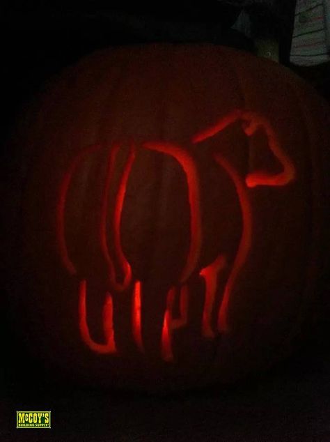 Show Steer Pumpkin Carving Cow Pumpkin Carving Ideas, Cow Pumpkin Carving, Country Pumpkin Carving, Pumpkin Cow, Farm Senior Pictures, Cow Pumpkin, Pumpkin Cravings, Show Cows, Cute Pumpkin Carving