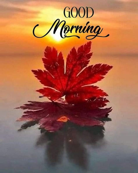 Good Morning Dp, Thursday Good Morning Images, Friday Good Morning Images, Thursday Good Morning, Afternoon Blessings, Friday Good Morning, New Good Morning Images, Images For Instagram, Good Morning Rose Images