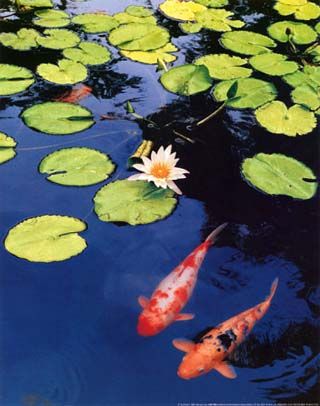 Koi Painting, Koi Art, Carpe Koi, Koi Fish Pond, Water Lilly, Japanese Koi, Koi Carp, Fish Ponds, Lily Pond