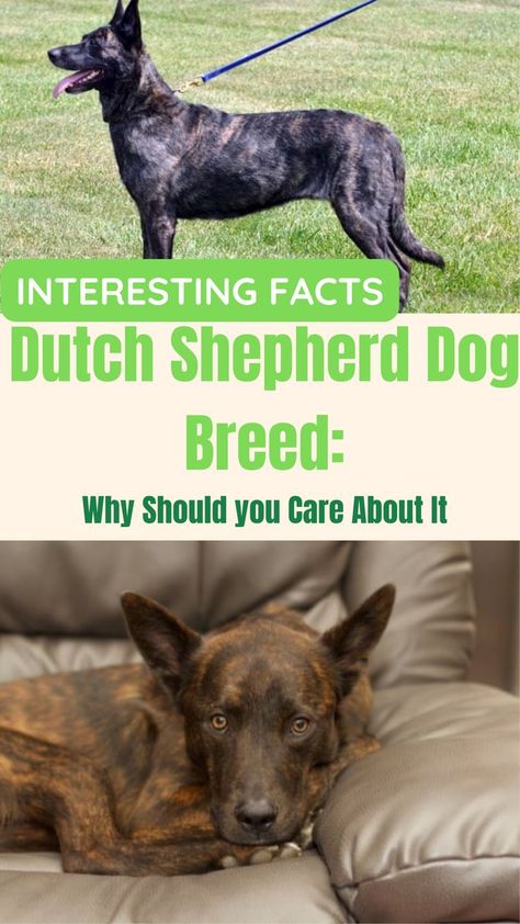 Dutch Shepherd Dog Breed: Why Should you Care About It Dutch German Shepherd, Belgium Shepherd, Dutch Shepherd Puppy, Dutch Shepherd Dog, Dog Treadmill, Dog Cat Pictures, Dutch Shepherd, Belgian Malinois Dog, Shepherd Dog Breeds