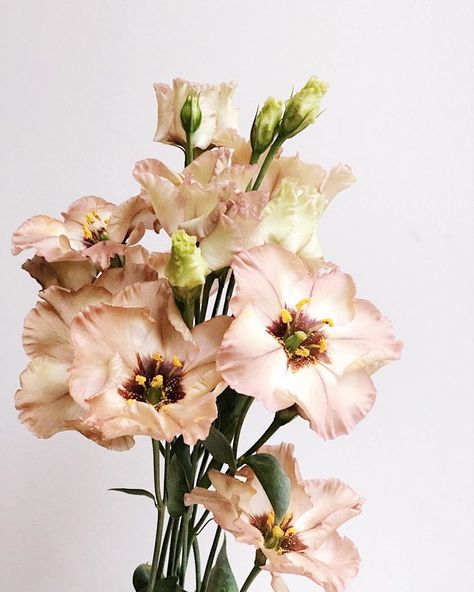 Flower shop in Prague on Instagram: “There’re few nice facts about lisianthus(eustoma) flowers: 1️⃣Long vase life 2️⃣Wonderful colors 3️⃣Tender and wildflower look 🤘🏼” Lisianthus Bohemian Choco, Light Brown Lisianthus, Rosanne Brown Lisianthus, Lisanthius Flowers, Chrysalis Aesthetic, Brown Lisianthus, Lisianthus Eustoma, European Flowers, Eustoma Flower