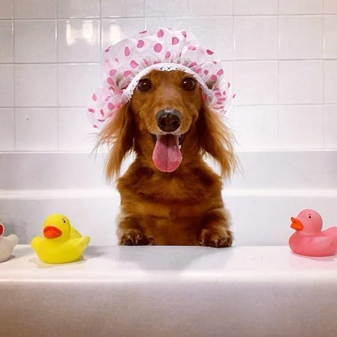 Dog Bathroom Photoshoot, Spa Dog, Dog Hygiene, Dog Photoshoot Pet Photography, Dog Photography Poses, Animal Hugs, Dachshund Training, Dachshund Rescue, Dog Bathroom