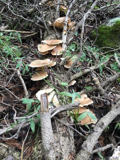 Mushrooms have been sprouting in Arizona’s forested areas over the past several weeks thanks to recent rain, which means foragers have started their annual search. So, which varieties are safe to eat? Although more common in higher elevations of the state, wild mushrooms also can be found in the desert - where they are almost always poisonous. Arizona Foraging, Healing Remedies, Wild Mushrooms, In The Desert, Dream Destinations, The Desert, Sprouts, Arizona, Stuffed Mushrooms