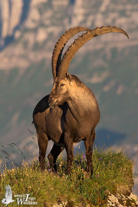 Alpine Ibex Goat, Ibex Goat, Alpine Ibex, Animals With Horns, Big Horn Sheep, Wild Animals Pictures, Majestic Animals, Wildlife Animals, Weird Animals