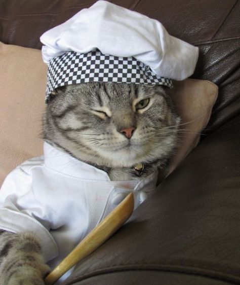 21-step Guide On How To Cook With Cats | Bored Panda 3 People Costumes, Chef Cats, Cat Costume, Alvin And The Chipmunks, Halloween Costume Contest, Halloween Costumes College, Cat Costumes, Fat Cats, Couple Halloween Costumes