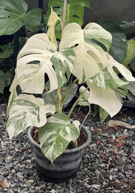 PRICES MAY VARY. Rare Affordable Luxury- Add the exotic Monstera Albo to your plant collection. Albos makes a statement with its breath taking beauty and presence. 5 Leaf plant fully rooted. Highly Variegated Full Plant- We only propagate from our mature Mother plants. This will ensure bigger leaves with fenestrations faster. Our Albos push out 1 leaf per month. You can expect your plant to look similar to one of the first 5 photos. Easy Care- The plant is washed with vitamins before shipping. T Albino Monstera Plant, Variegated House Plants, Plant Sleeve, Dorm Cleaning, Money Plants, Variegated Monstera, Monstera Albo, Plant Party, Inside Plants