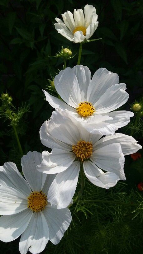 Cosmos Cosmos Flower Photography, White Cosmos Flowers Aesthetic, Cosmos Flowers Aesthetic, Kosmos Flowers, White Cosmos Flowers, Cosmos Painting, Cosmo Flowers, Clematis Paniculata, Cosmo Flower