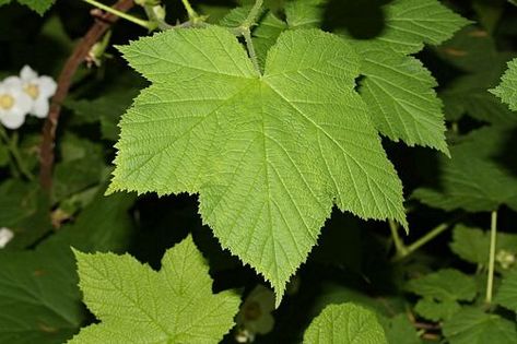 Western Thimbleberry (Rubus parviflorus) Abortifacient Herbs, Bulbophyllum Elizabeth Anne ‘buckleberry’, Symphytum Officinale, Tree Seeds, Grass Seed, Herb Seeds, Flower Seeds, Leaf Tattoos, All Over The World