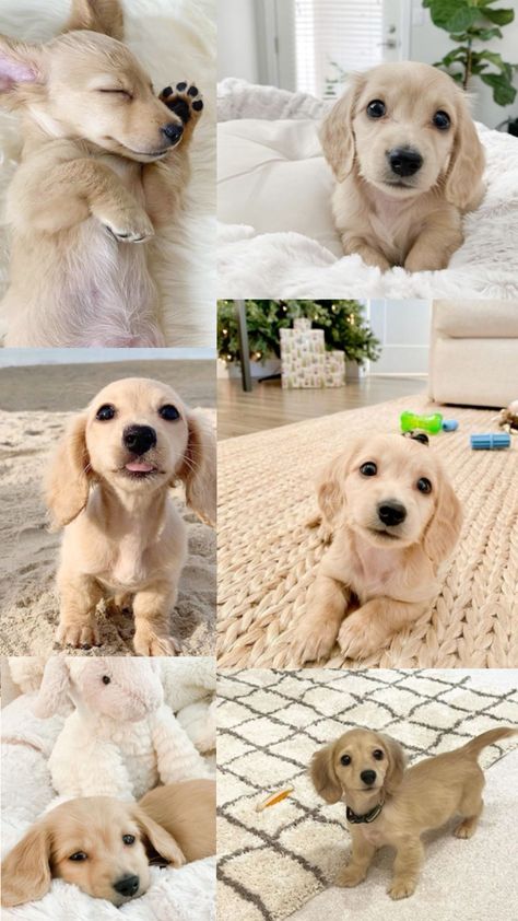 Most Cutest Dog, Cream Dachshund, English Cream, Dachshund Puppy Miniature, Dapple Dachshund, Cute Puppy Pictures, Very Cute Dogs, Cute Little Puppies, Funny Dog Pictures