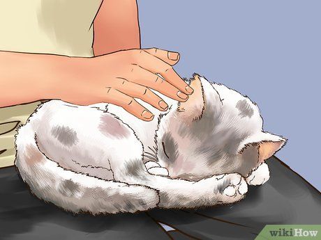 How to Earn the Trust of a Feral Kitten (with Pictures) - wikiHow Kitten Hacks, Feral Kittens, Cat Steps, Cat Language, Under The Skin, Cat Garden, Feral Cats, How To Give, Loose Skin