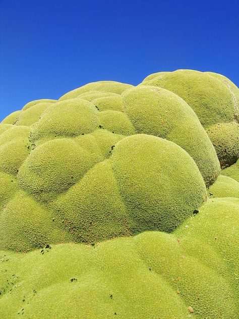 Alien Life, Natural Ecosystem, Tiny Plants, Foto Pose, Nature Aesthetic, Green Aesthetic, Bolivia, Adventure Time, In The Middle