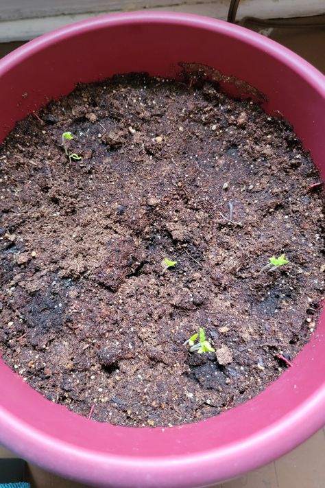 The Surprising Results From My "Tomato Slice Planting" Experiment Grow Tomatoes From Slices, How To Grow San Marzano Tomatoes, Tomato Problems Leaves, Sandwich Blt, Growing San Marzano Tomatoes, Planting Tomatoes, Tomato Slice, Garden Hack, Growing Tomato