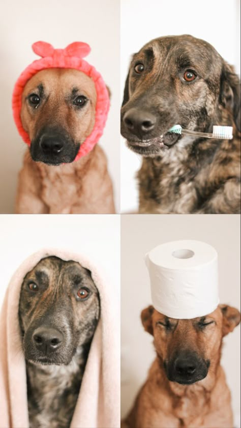 Dog In Towel Photo, Dog Bathroom Photoshoot, Dog Bathroom Pictures Diy, Pet Bathroom Photos, Dog Bathroom Pictures, Dog Themed Bathroom, Dog Bathroom Decor, Animal Photoshoot, Trainers Running