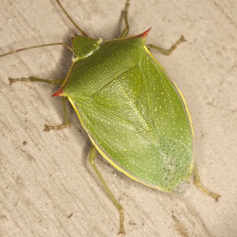 °Spined Green Stink Bug (Loxa flavicollis)° Kanna Kizuchi, Stink Bug, Green Bug, Stink Bugs, Moth Caterpillar, Ancient Egypt Art, Egypt Art, Character Inspo, Ancient Egypt