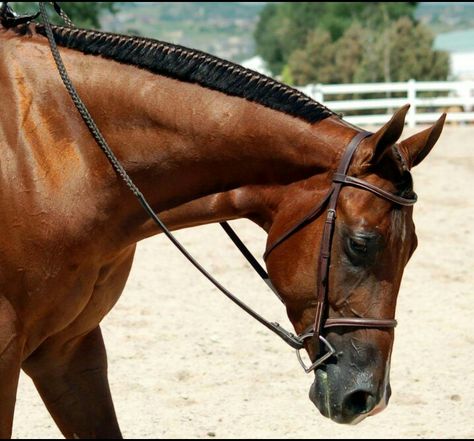 Banding Horse Mane Braids, Hunter Under Saddle, Model Horse Tack, Aqha Horses, Hunter Horse, Horse Braiding, Hunt Seat, Rare Horses, Horse Mane