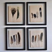 undefined Framed Feathers, Cardinal Feather, Feather Collection, Nest Art, Eagle Feathers, Deco Nature, Feather Decor, Feather Crafts, Feather Art