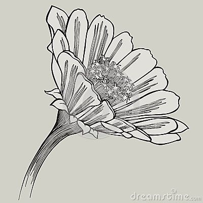 Zinnia flower, hand-drawing. Vector illustration. Zinnia Flower, Mountain Love, Flower Mural, Drawing Hands, Flower Drawing Tutorials, Zinnia Flowers, Drawing Vector, Floral Drawing, Botanical Watercolor