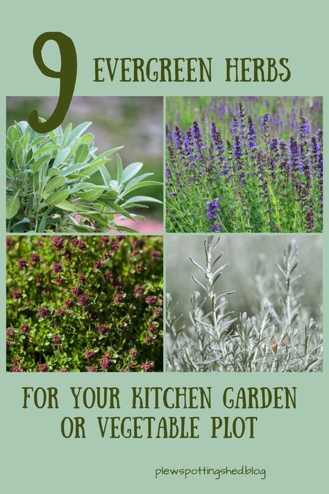 Evergreen Herbs, Vegetable Beds, Evergreen Landscape, Evergreen Hedge, Hedging Plants, Planting Design, Herb Garden Design, Herb Gardens, Evergreen Plants