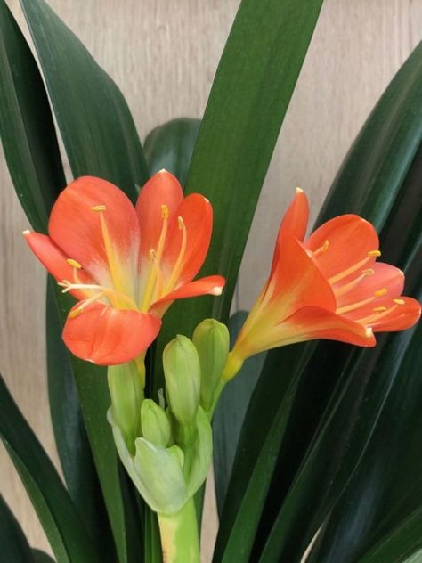 Clivia - Natal or Bush Lily - ukhouseplants Bush Lily, Clivia Plant, Lily Care, Plants Under Trees, Flower Structure, Backyard Flowers, Moth Orchid, Lily Plants, Flower Care