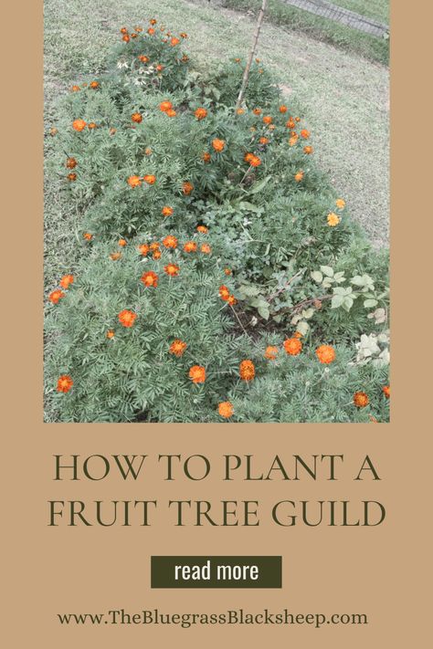 Boost your garden's health and yield with our step-by-step guide on how to plant a fruitful tree guild. Discover companion planting techniques for thriving fruit trees! Fruit Tree Guild, Tree Guild, Planting Apple Trees, Planting Techniques, Nitrogen Fixing Plants, Oregano Plant, Planting Marigolds, Fruit Bearing Trees, Planting Guide