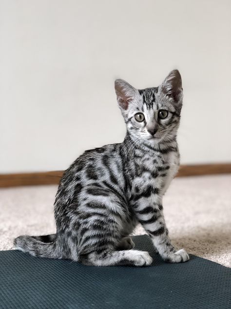 This is Tora! She is a silver bengal! https://ift.tt/2G1FJmN cute puppies cats animals Bengal Cat Silver, Grey Bengal Kitten, Toyger Kitten, Silver Bengal Cat, Gato Bengali, Bengal Cat Kitten, Silver Bengal, Most Popular Cat Breeds, Asian Leopard Cat