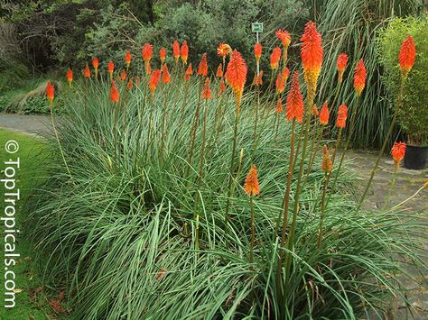 Kniphofia sp., Red Hot Poker, Torch Lily Moroccan Garden Ideas, Hot Poker Plant, Kniphofia Uvaria, Backyard Path, Red Hot Poker Plant, Torch Lily, Red Hot Poker, Moroccan Garden, Plants For Garden