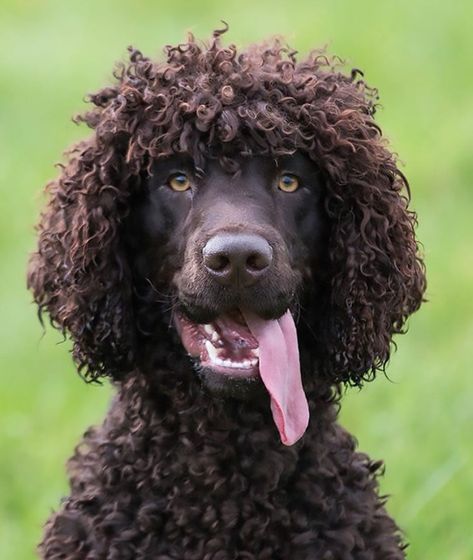 Megan Williams, Irish Water Spaniel, American Water Spaniel, Dog Breeds Pictures, Water Spaniel, All Breeds Of Dogs, Will Rogers, Portuguese Water Dog, Hypoallergenic Dogs