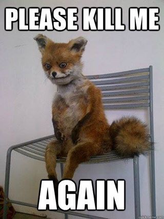 Taxidermy fail Funny Sunday Memes, Fox Memes, Funny Monday Memes, Sunday Humor, Monday Memes, Monday Humor, Laughing Jokes, Spanish Classroom, Christian Memes