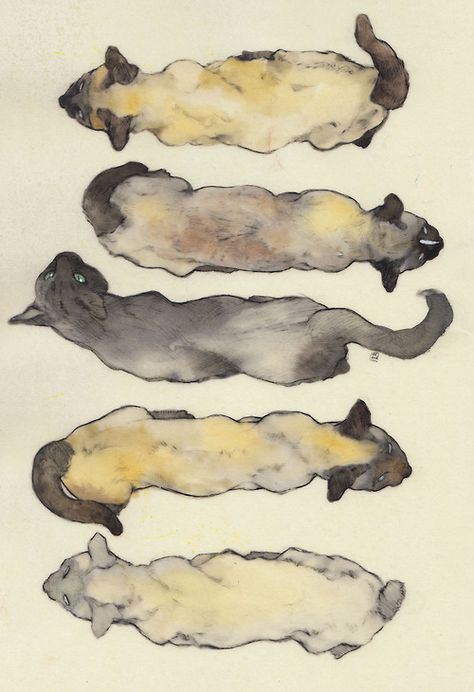 Tinta China, Cat Pose, Cats Artists, Watercolor Cat, Cats Illustration, Animal Sketches, Sumi E, Cat Painting, Cat Illustration