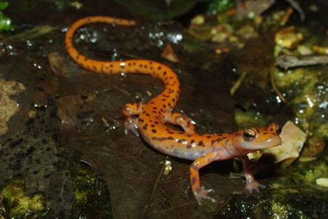 Eurycea lucifuga - Cave Salamander Amazing Frog, Animal Antics, Reptiles And Amphibians, Zoology, Cute Animal Pictures, Animals Of The World, Gecko, Amphibians, Fantasy Creatures