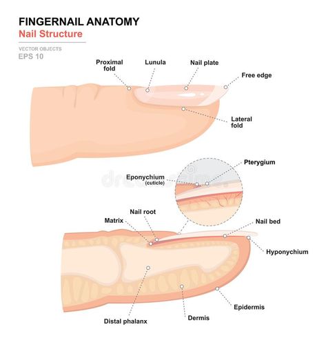 Science of human body. Anatomical training poster. Fingernail Anatomy. Structure of human nail. Cross-section of the finger royalty free illustration Anatomy Structure, Nail Disorders, Take Care Of Your Hair, Manicure Tutorials, Different Types Of Nails, Bald Patches, Nail Courses, Nail Bed, Nail Forms