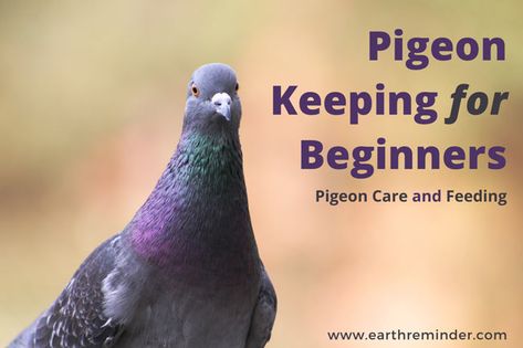 Indoor Pigeon Cage Ideas, Pigeon Care Pet, Pigeon Enclosure, Pigeon Cage Ideas, Pigeon Aviary, Pigeon Keeping, Pigeon Pet, Pigeon Coop, Baby Pigeon