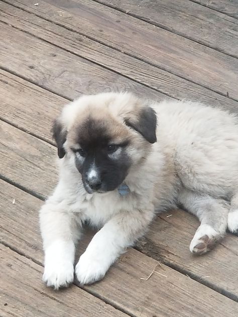 Anatolian Shepherd Puppies For Sale | Leitchfield, KY Anatolian Shepherd Puppy, Anatolian Shepherd Puppies, Kangal Dog, Puppies For Sale Near Me, American Shepherd, Livestock Guardian Dog, Disabled Dog, Anatolian Shepherd, Animal References