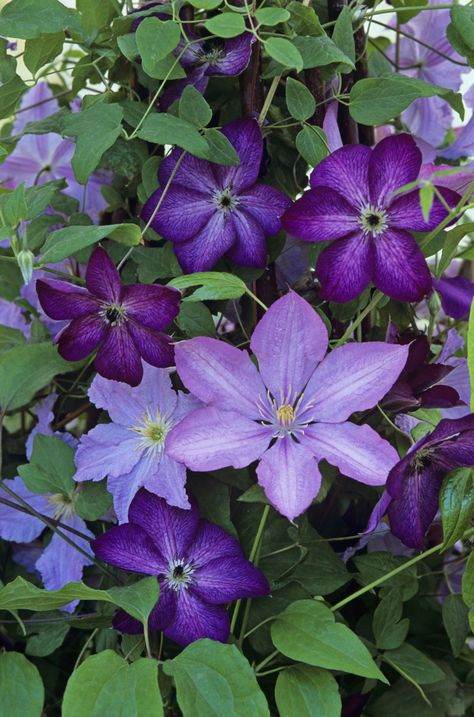 Painted Milk Cans, Violet Garden, Autumn Clematis, Purple Clematis, Clematis Flower, Garden Flower Beds, Clematis Vine, Attention Seeking, Abstract Flower Art